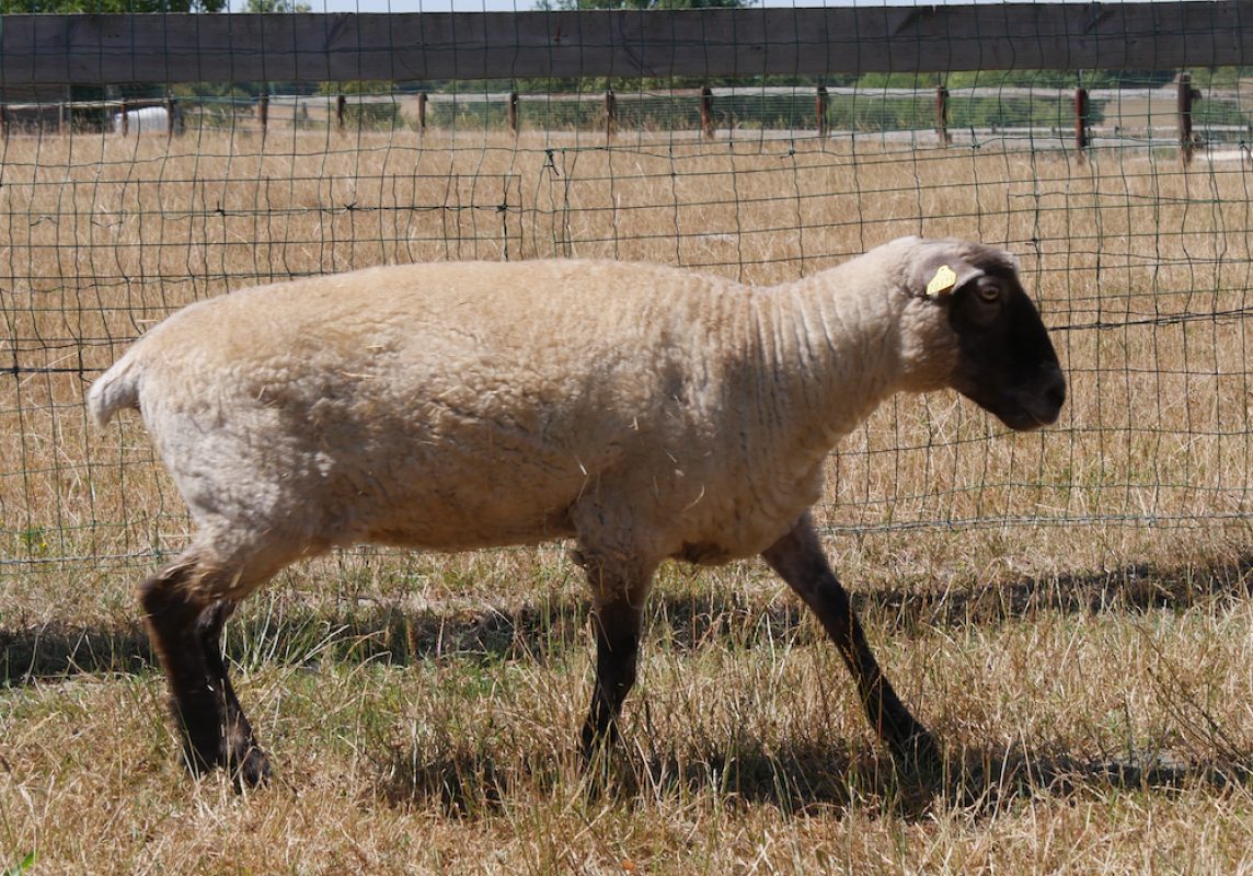 O'lie - Animal de ferme Mouton à adopter