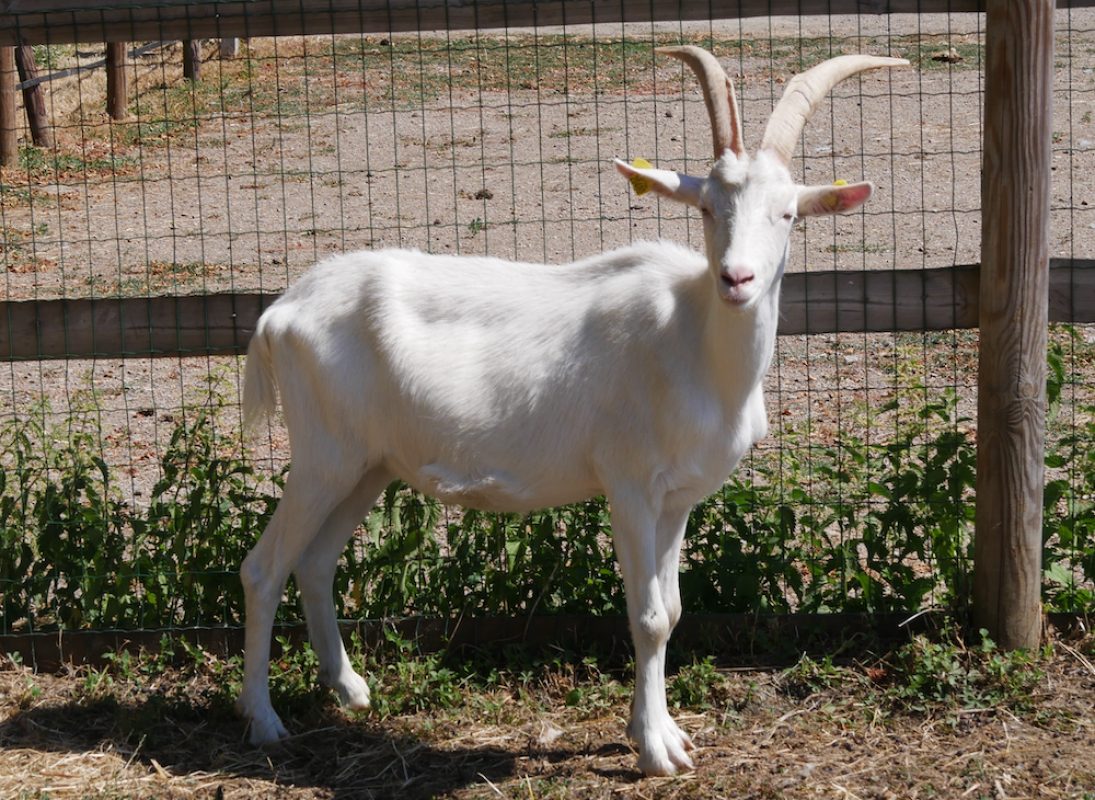 Marley - Animal de ferme Bouc à adopter