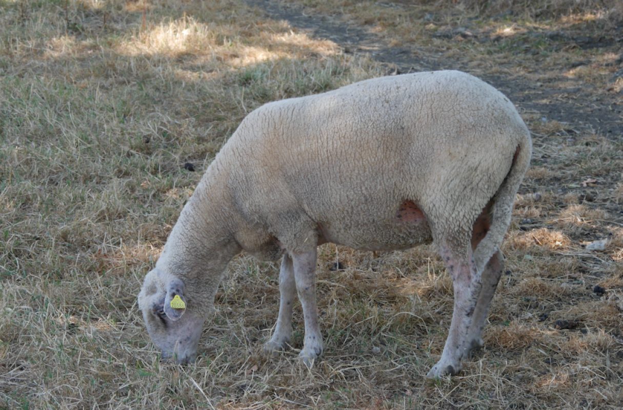 Gaufrette - Animal de ferme Mouton à adopter