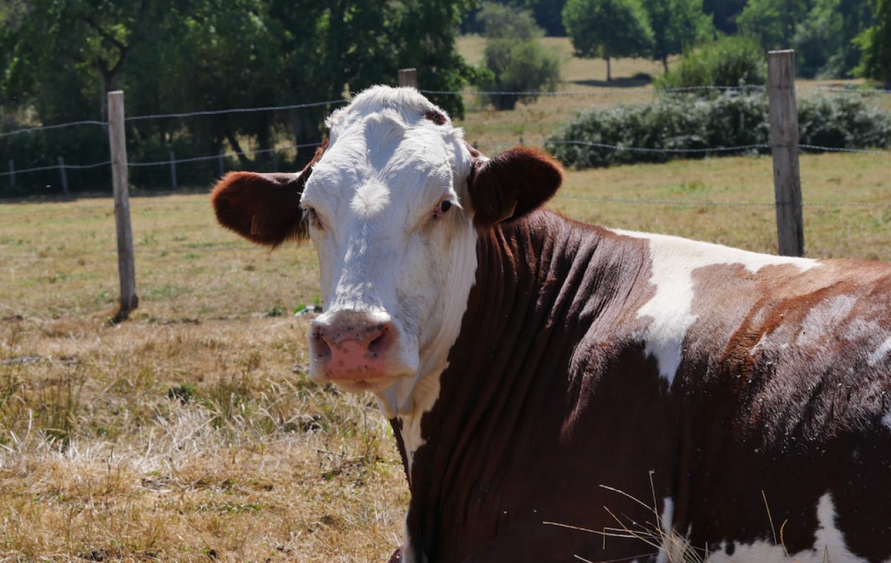 Estivale - Animal de ferme Vache à adopter
