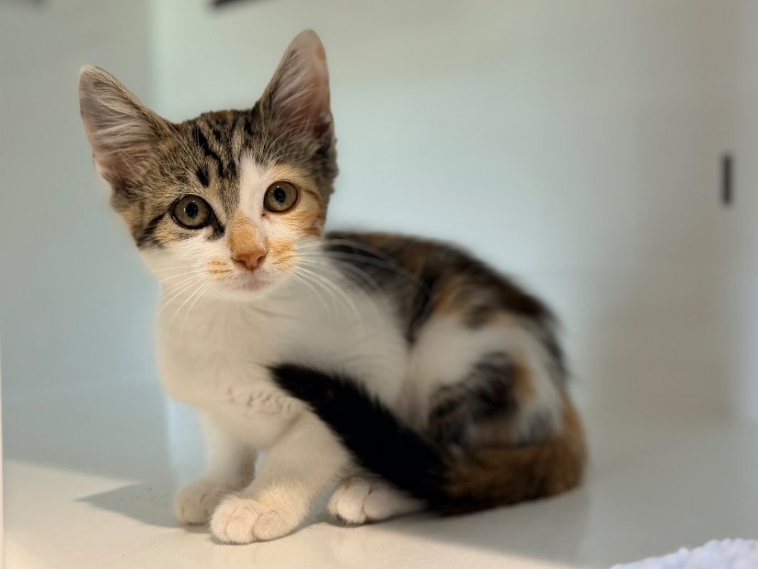 Tresor - Chat Européen à adopter