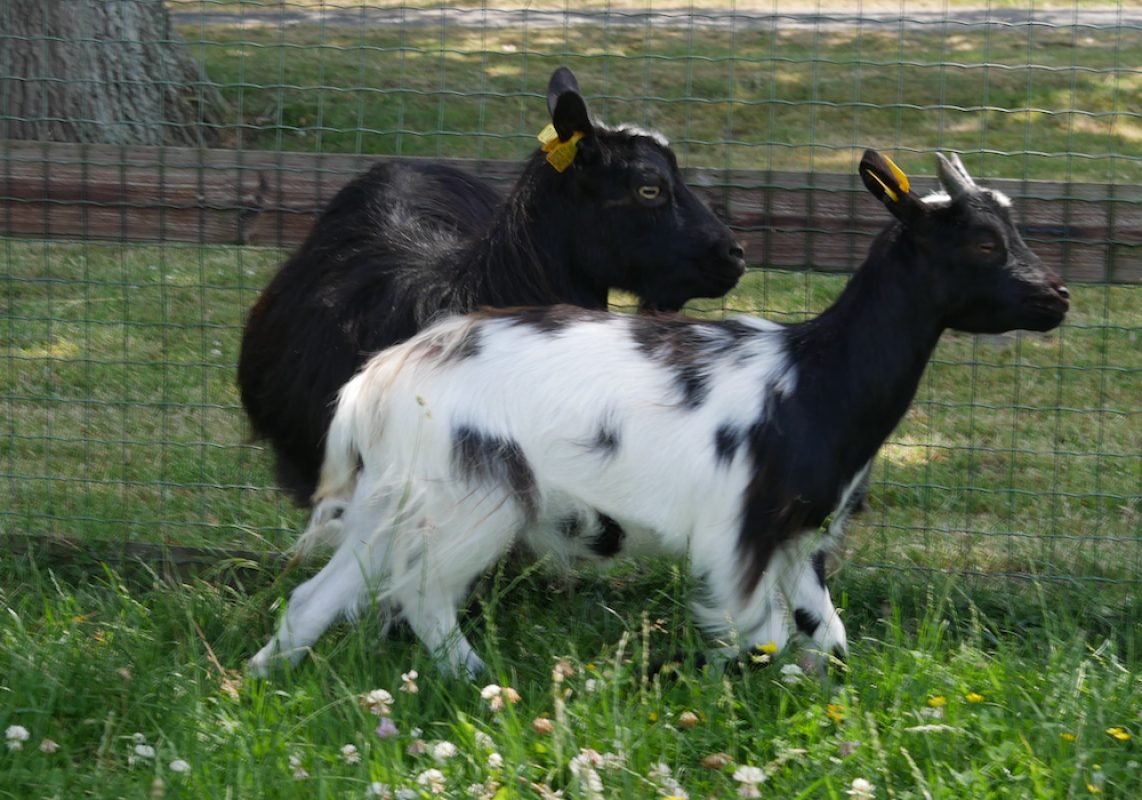 Cow - Animal de ferme Bouc à adopter