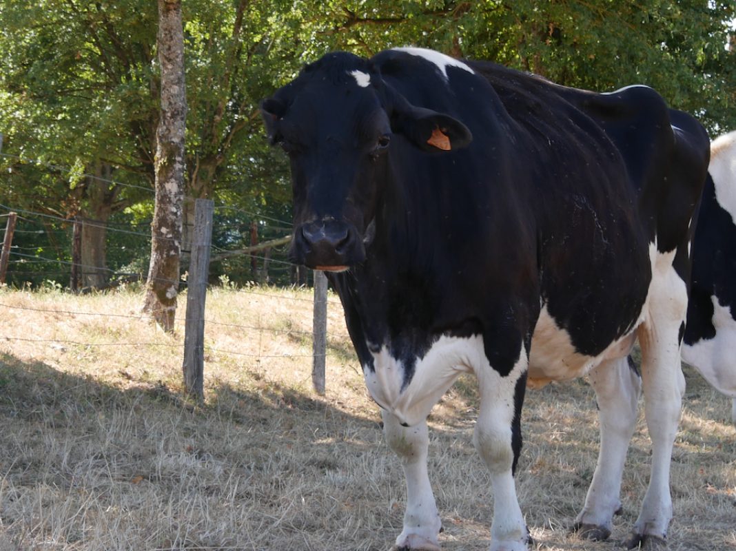ClÉdesprÉs - Animal de ferme Vache à adopter