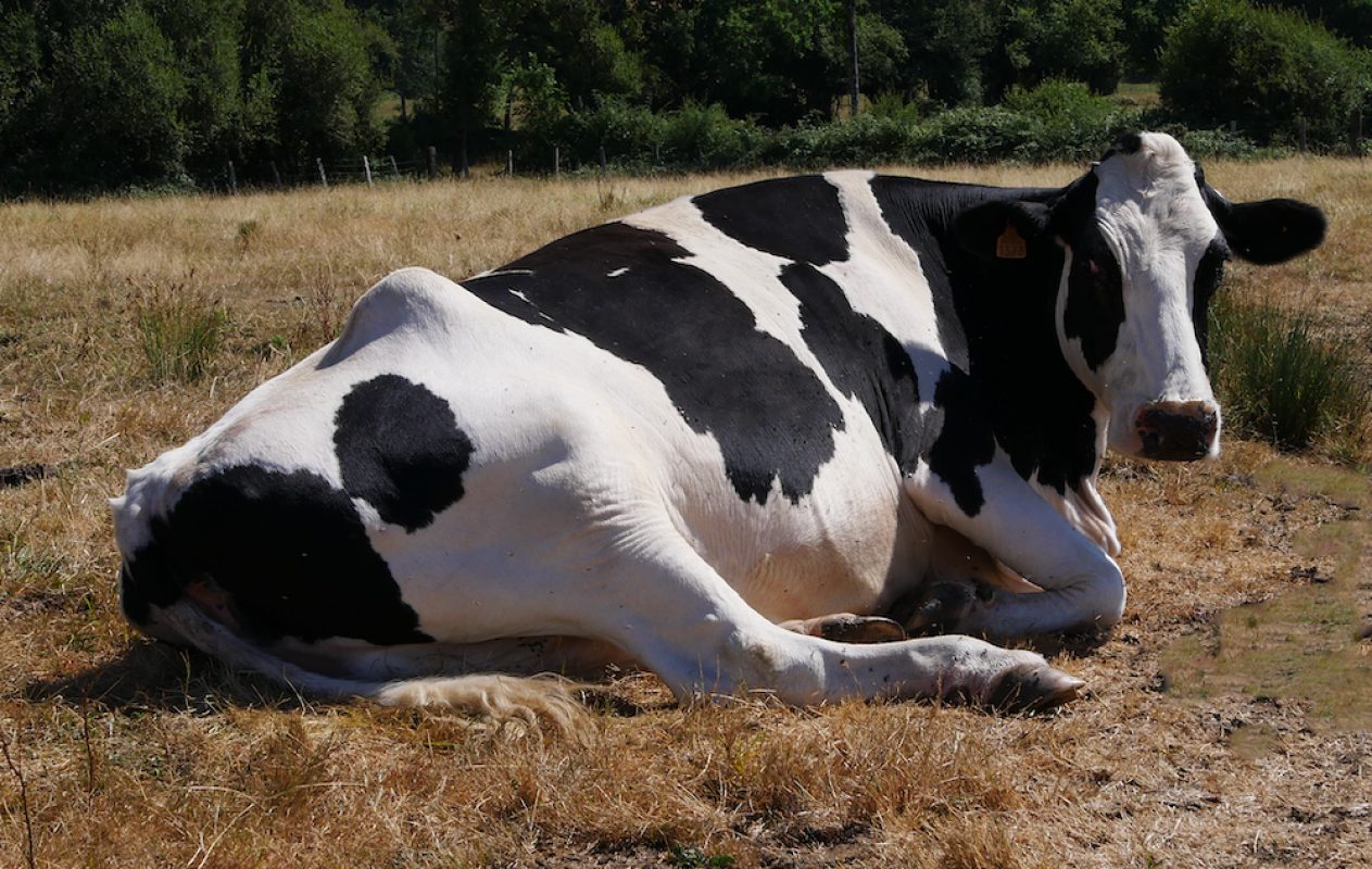 ClÉsdesneiges - Animal de ferme Vache à adopter