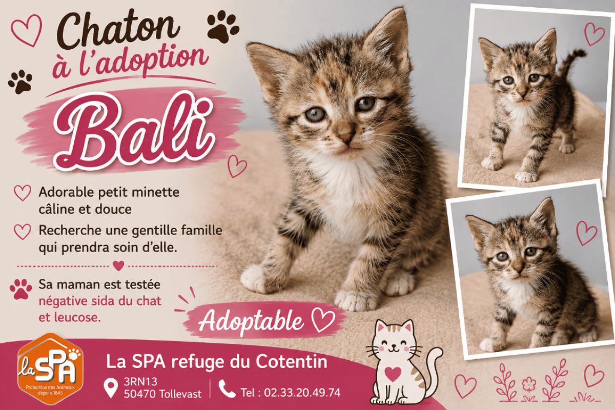 Bali réservé - Chat Européen à adopter