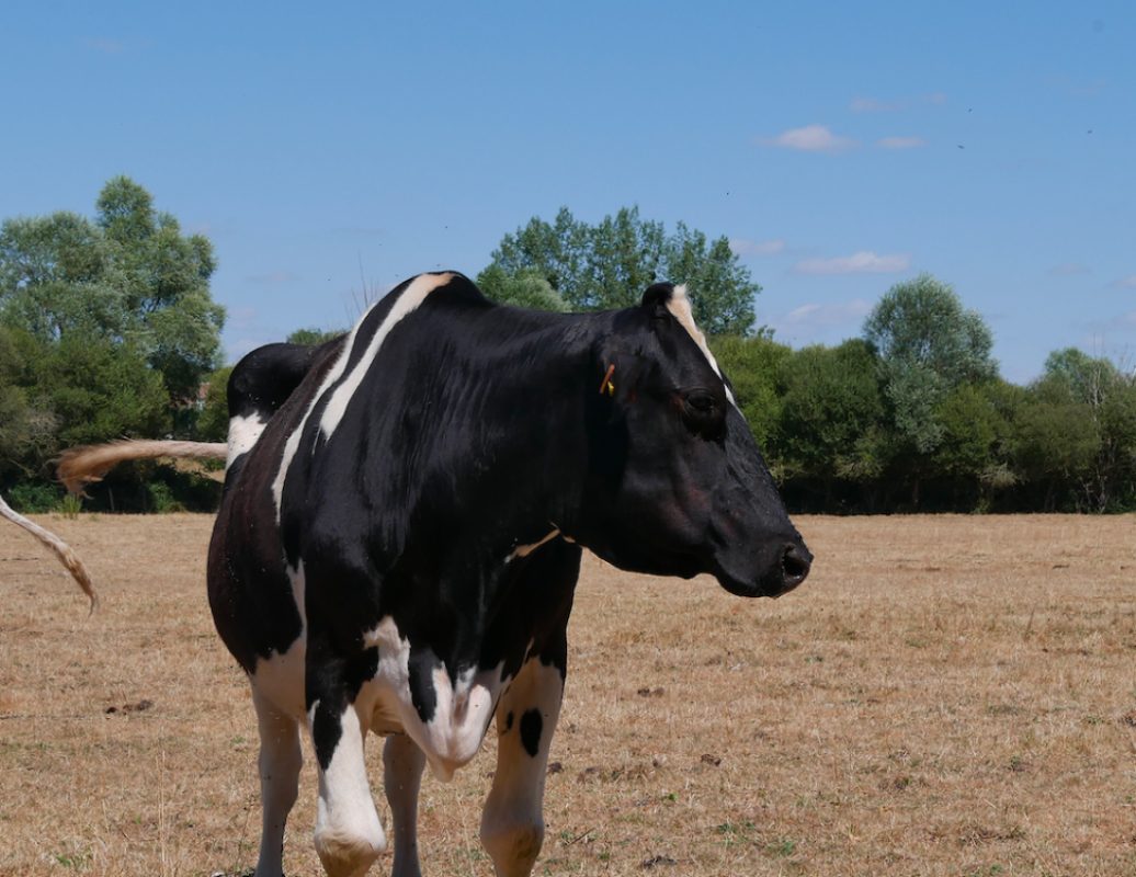 ClÉsdeslacs - Animal de ferme Vache à adopter