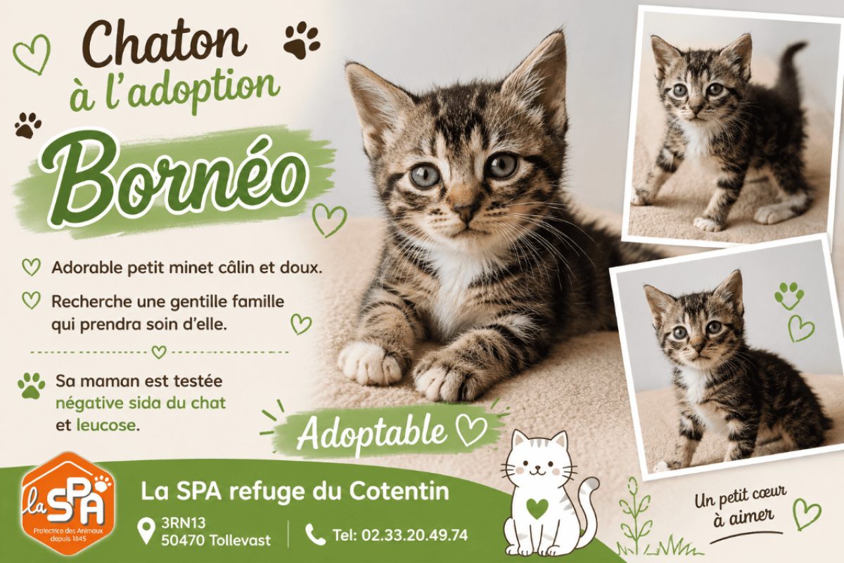Borneo réservé - Chat Européen à adopter
