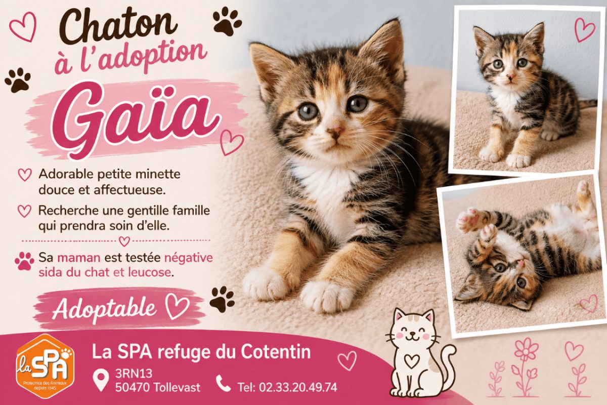 Gaia réservé - Chat Européen à adopter