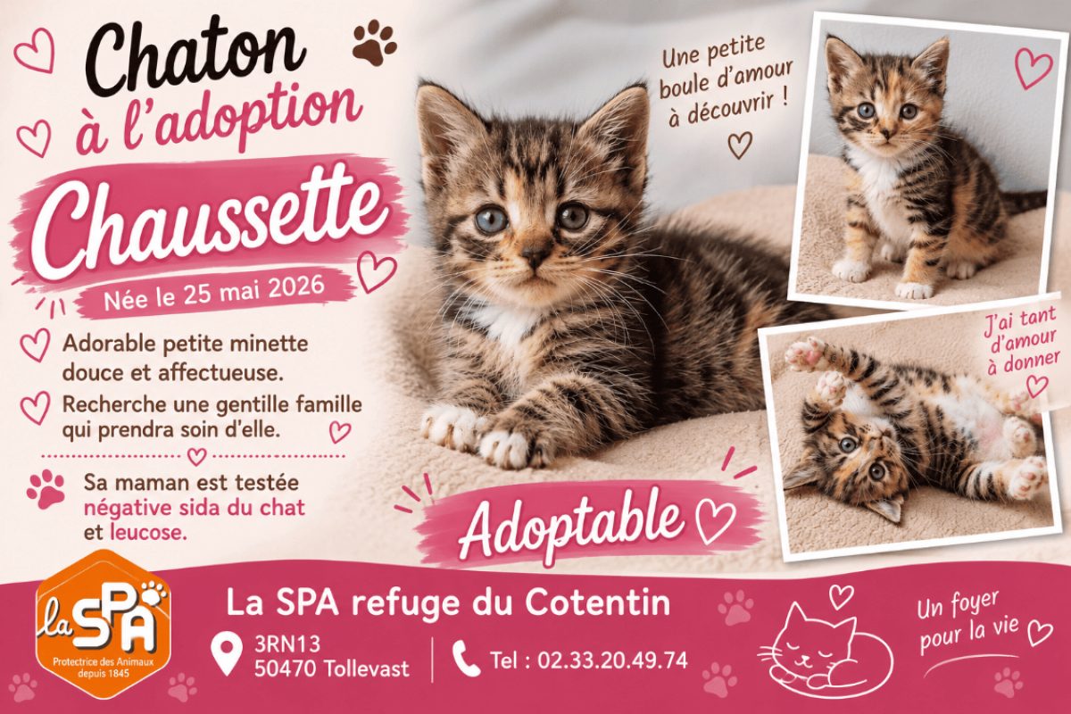 Chaussette réservé - Chat Européen à adopter