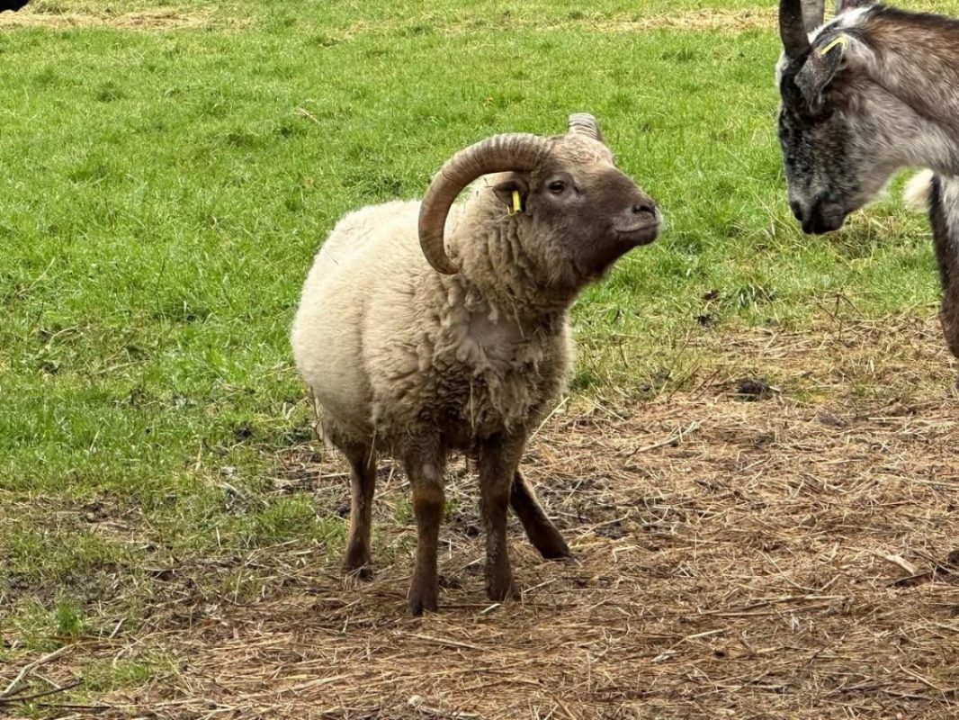 Bolduc - Animal de ferme Bélier à adopter