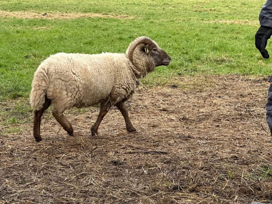 Bolduc - Animal de ferme Bélier à adopter - photo 2