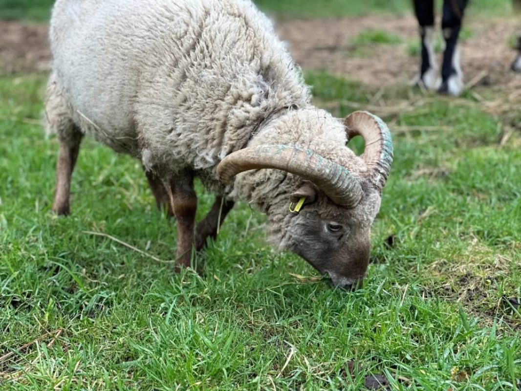 Bolduc - Animal de ferme Bélier à adopter - photo 3
