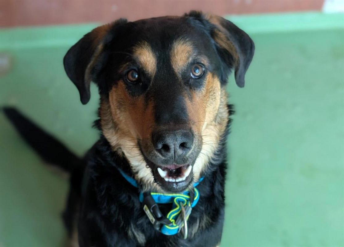 Gio - Chien à adopter