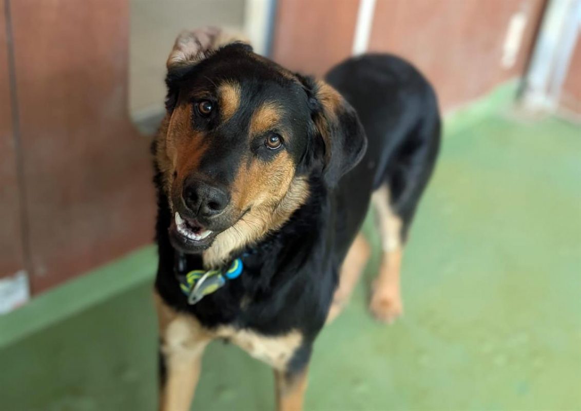 Gio - Chien à adopter - photo 2