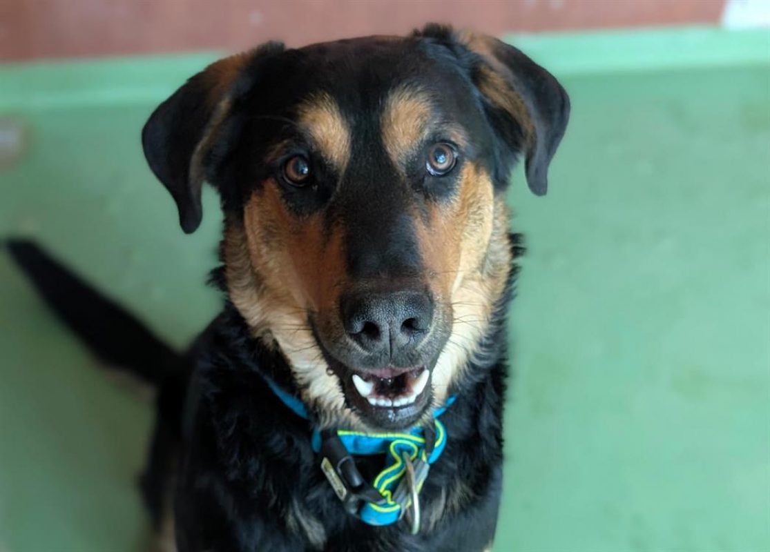 Gio - Chien à adopter