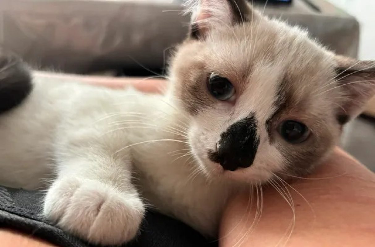 Buffy - Chat Européen à adopter