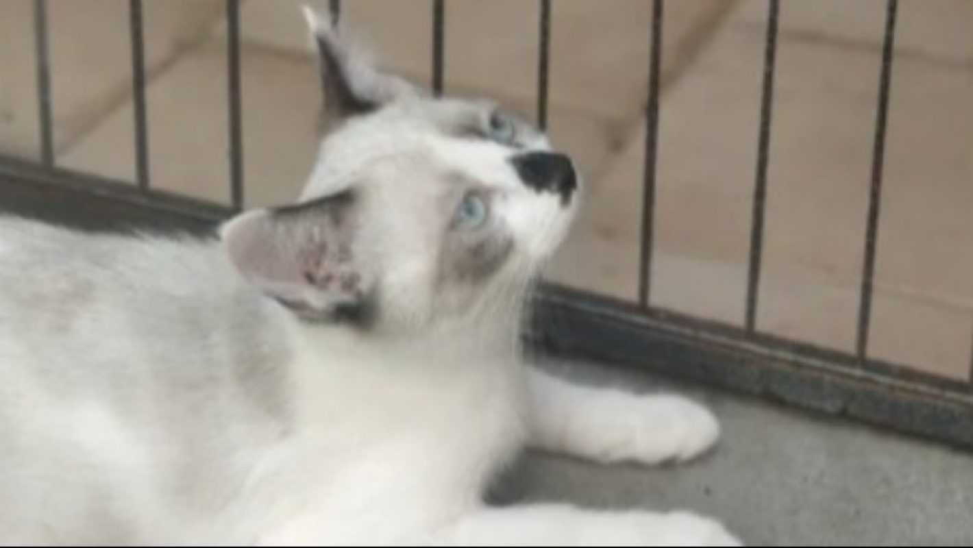 Buffy - Chat Européen à adopter - photo 2