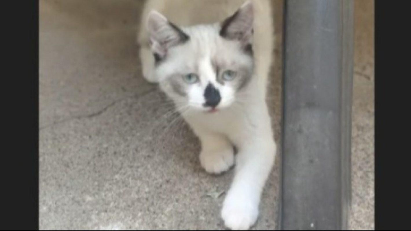 Buffy - Chat Européen à adopter - photo 3