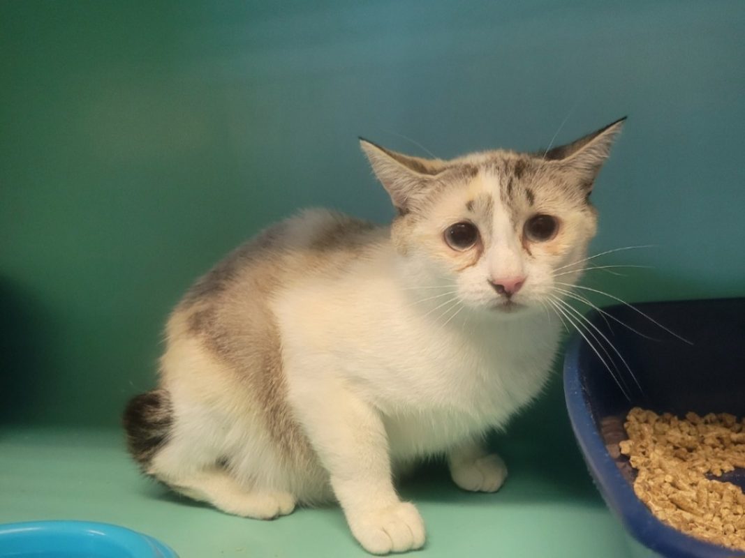 Fantasia - Chat Européen à adopter