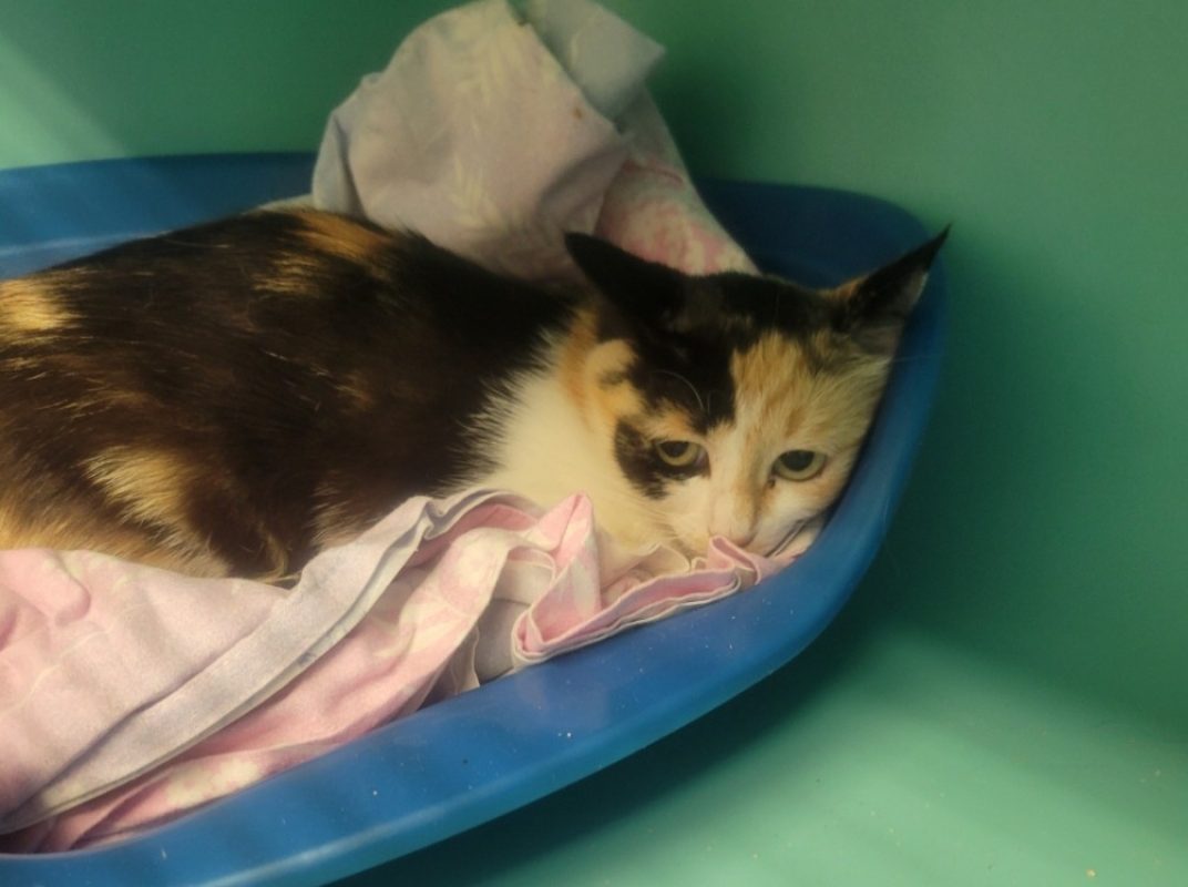 Festina - Chat Européen à adopter