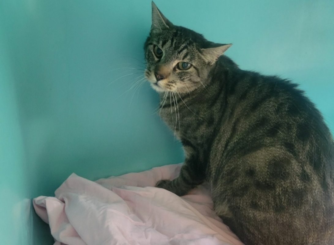 Cyrus - Chat Européen à adopter