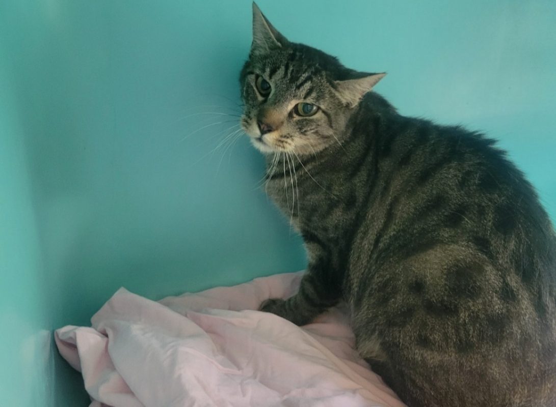 Cyrus - Chat Européen à adopter