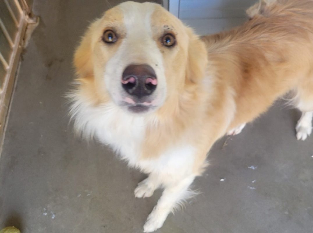 Atlanta - Chien à adopter