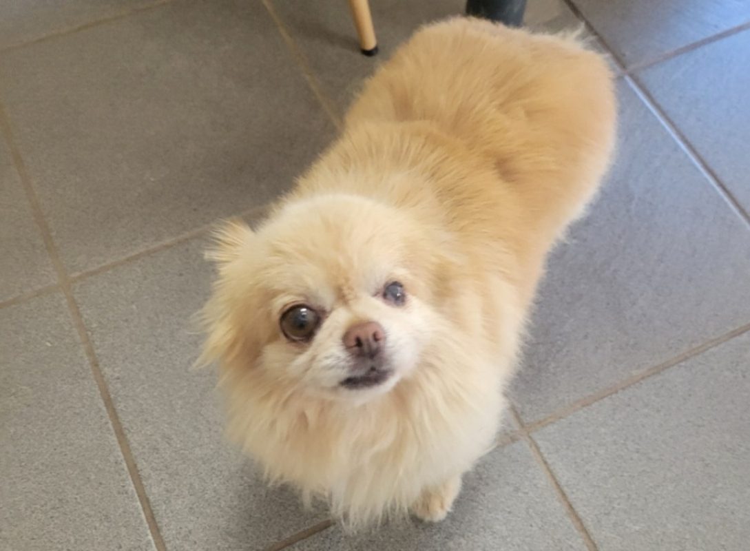 Prince - Chien Chihuahua à adopter