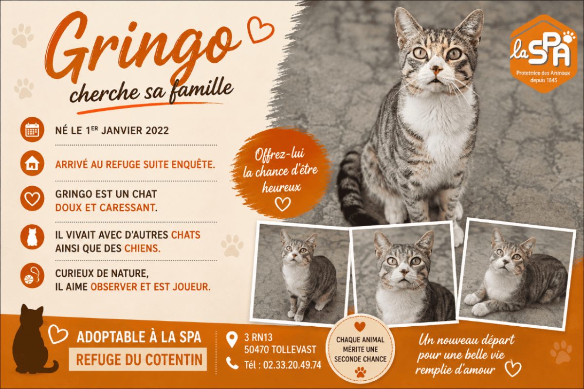 Gringo - Chat Européen à adopter