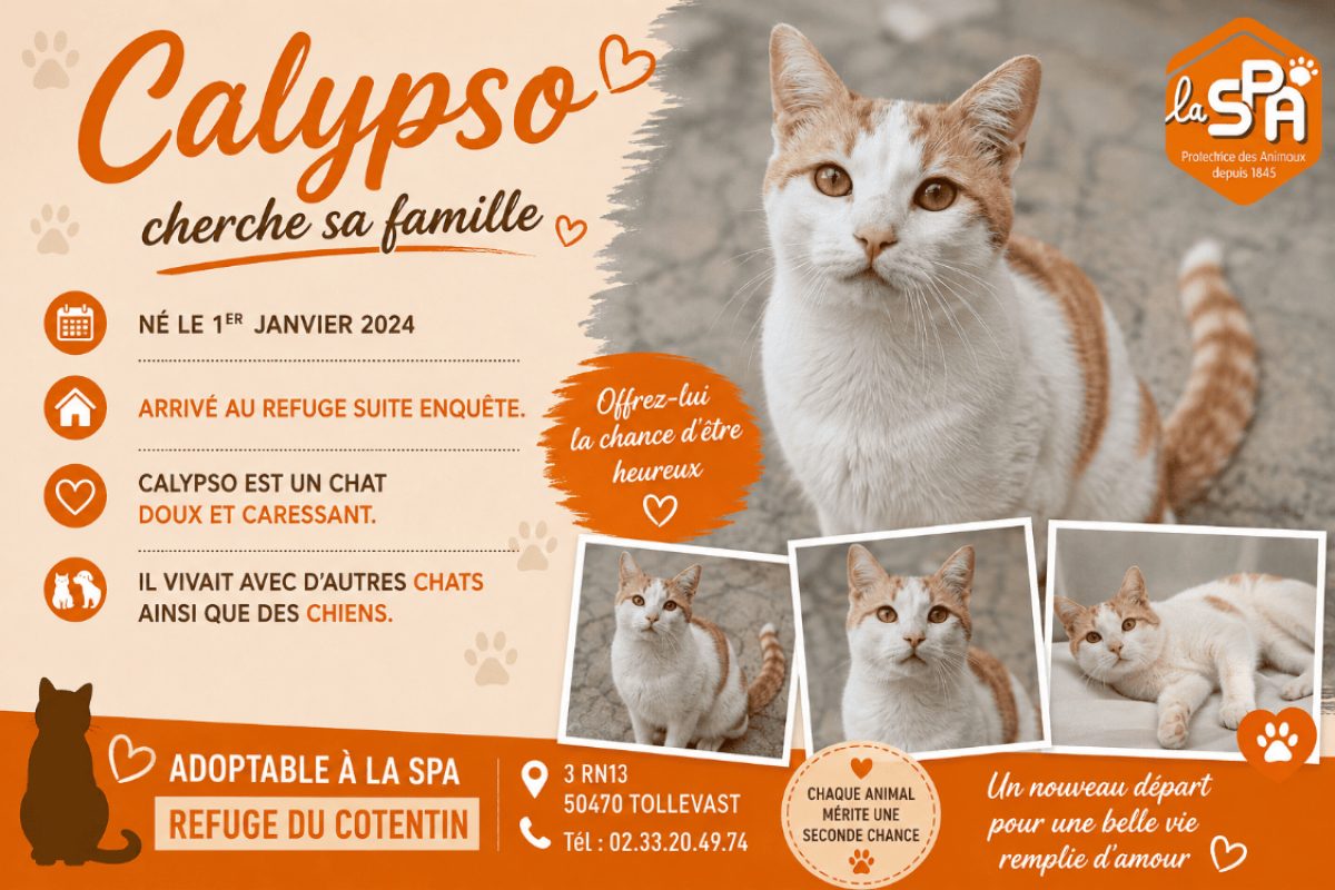 Calypso - Chat Européen à adopter