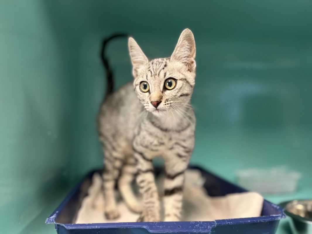 Etoile - Chat Européen à adopter