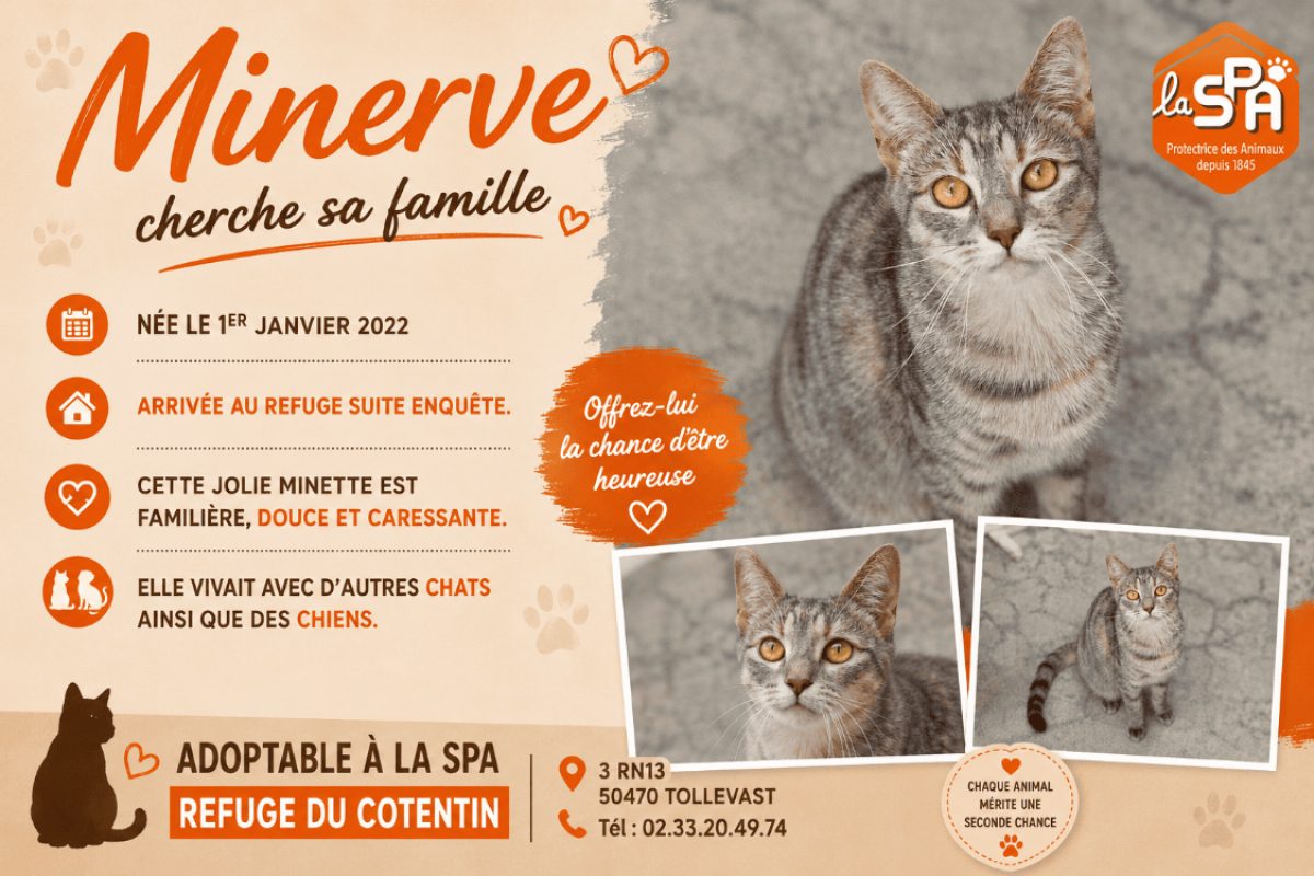 Minerve - Chat Européen à adopter