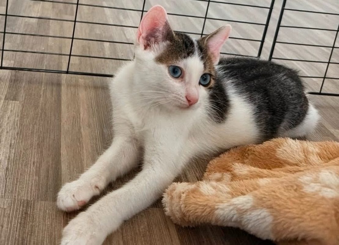 Alonzo - Chat Européen à adopter