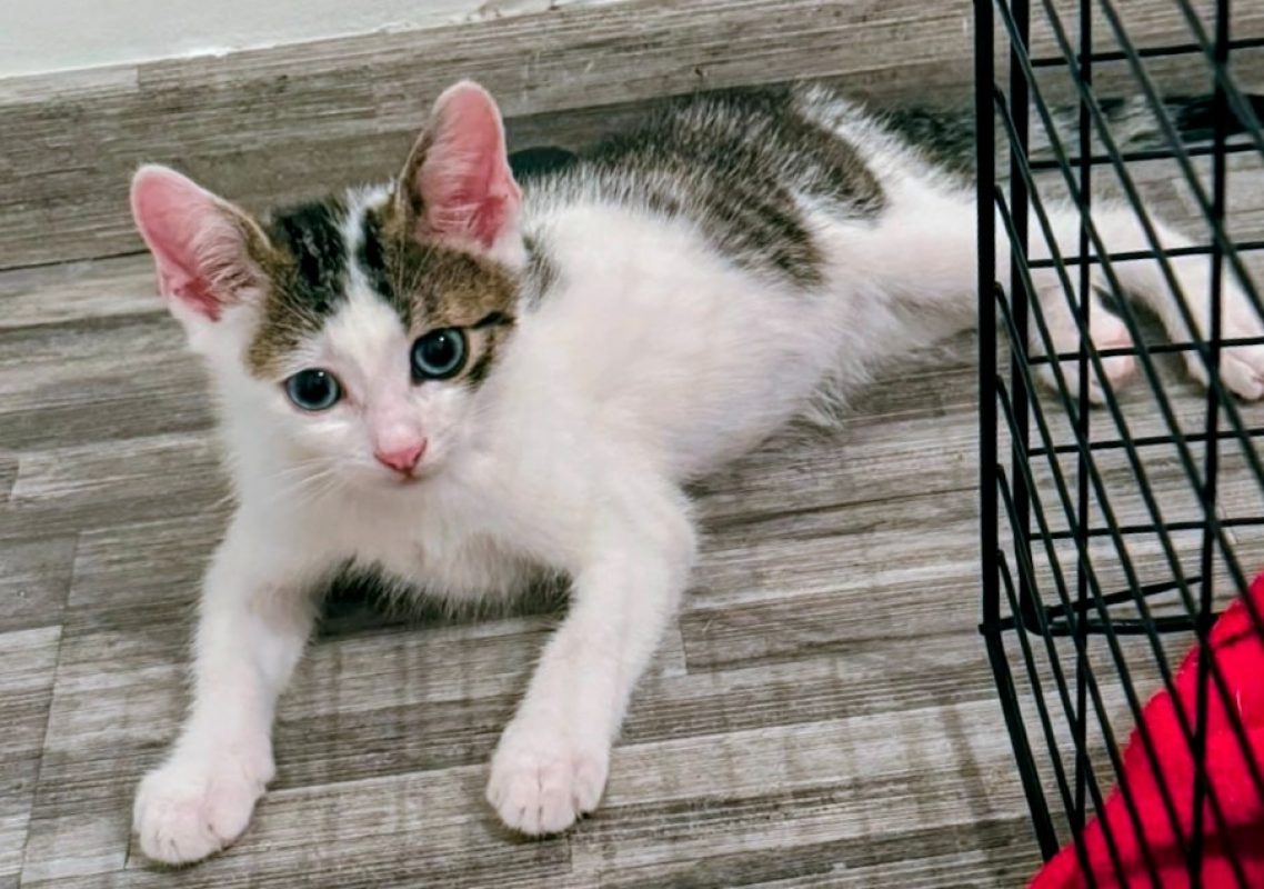 Alonzo - Chat Européen à adopter - photo 2
