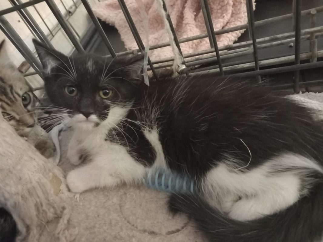 Bifur - Chat Européen à adopter