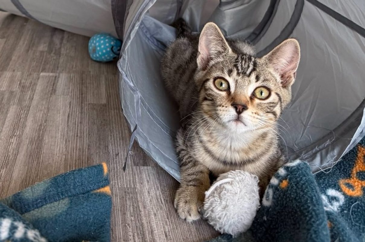 Tupac - Chat Européen à adopter