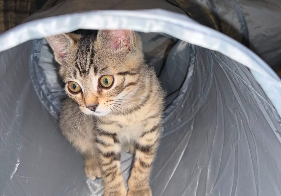 Tupac - Chat Européen à adopter - photo 2