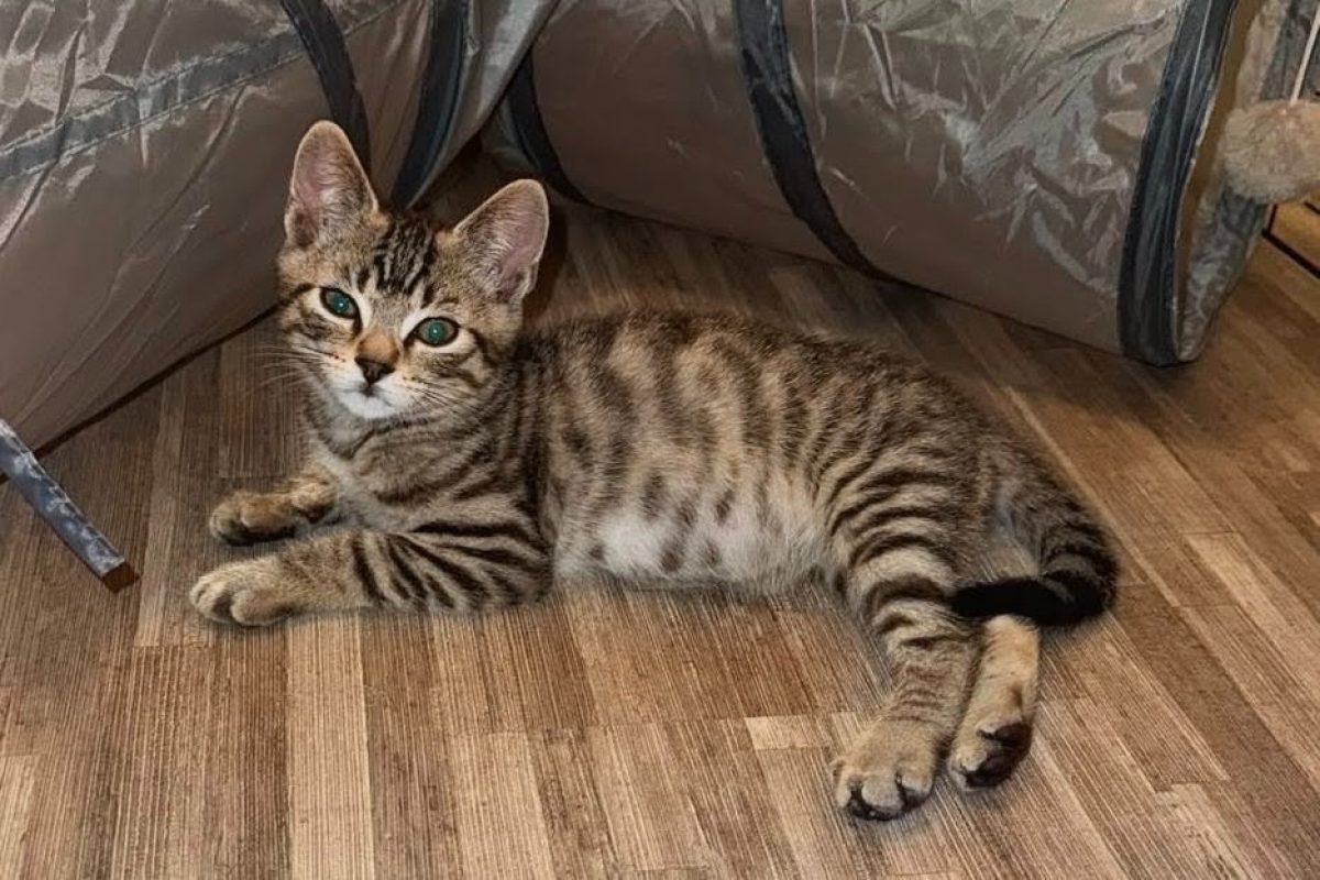 Tupac - Chat Européen à adopter - photo 3