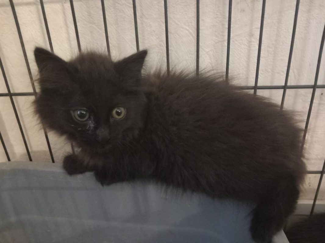 Bulma - Chat Européen à adopter