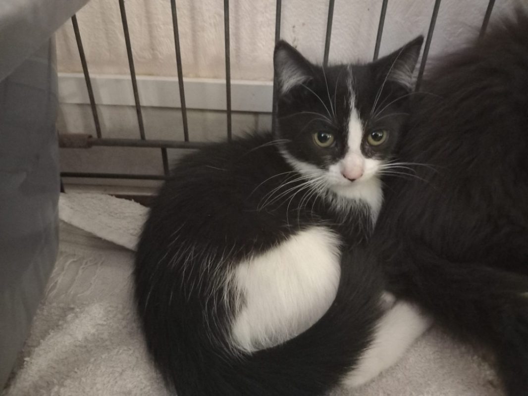 Buffy - Chat Européen à adopter