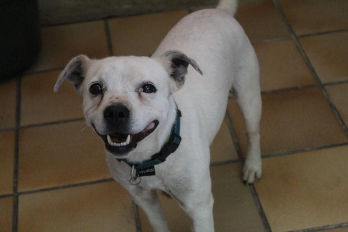 Snoopy - Chien à adopter