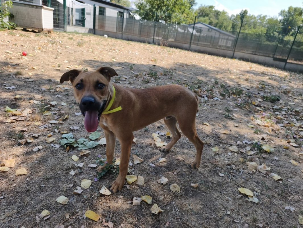 Asko - Chien à adopter