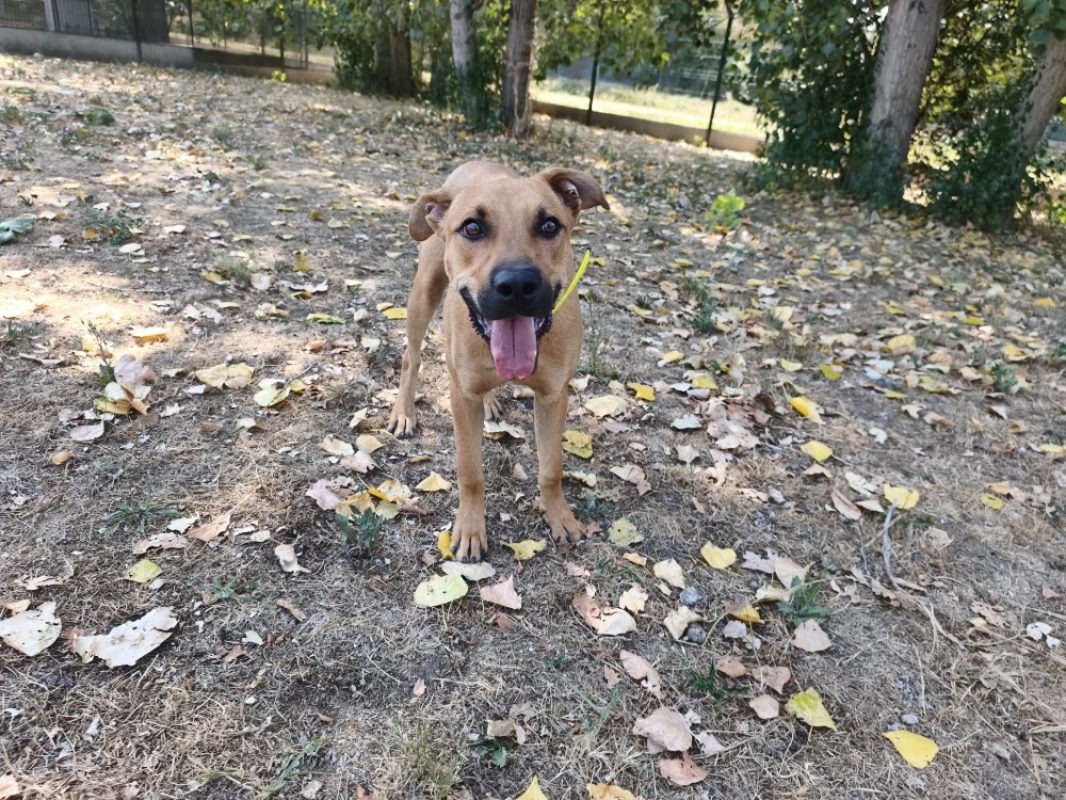 Asko - Chien à adopter - photo 2