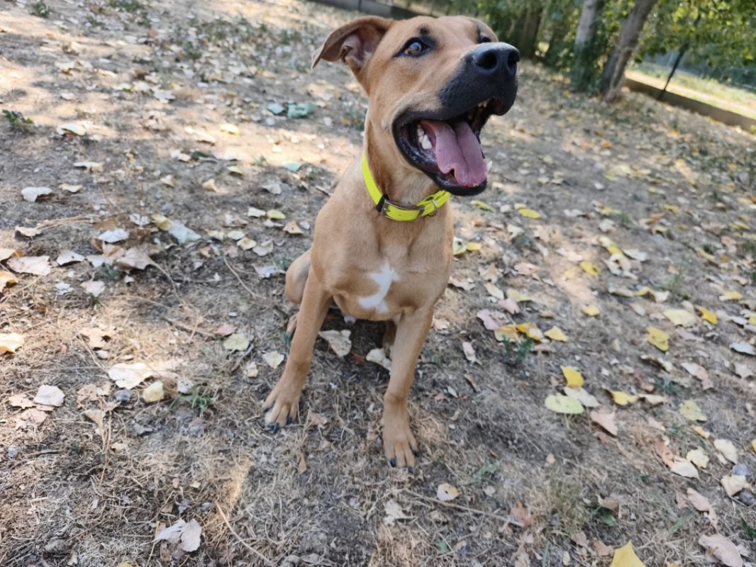 Asko - Chien à adopter - photo 3