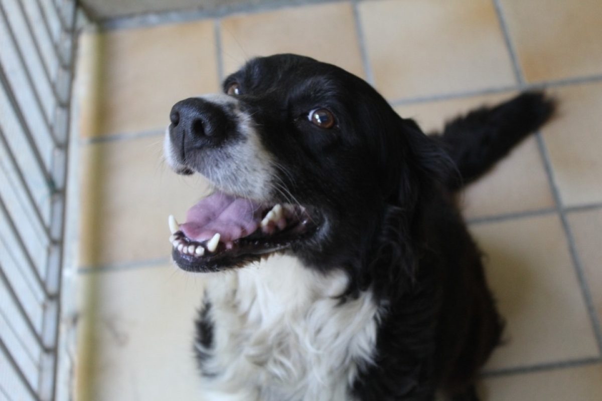 Bloo - Chien Border Collie à adopter