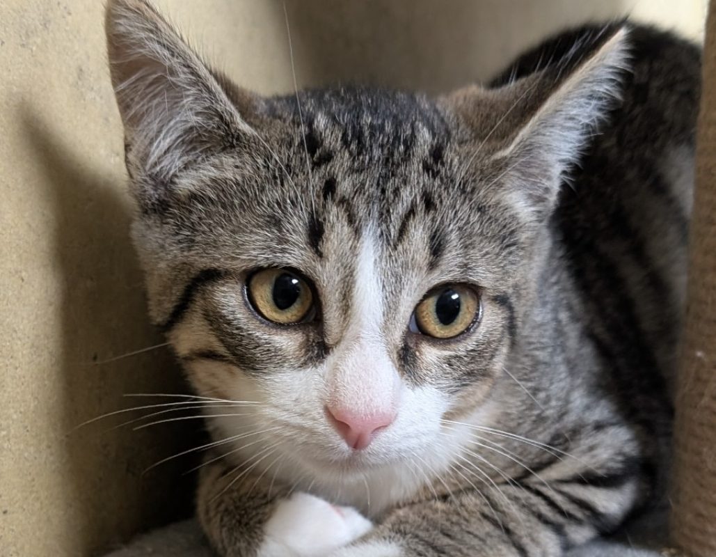 Tom - Chat à adopter