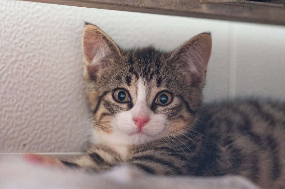 Tom - Chat à adopter - photo 2