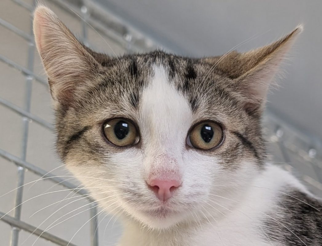 Benguy - Chat à adopter