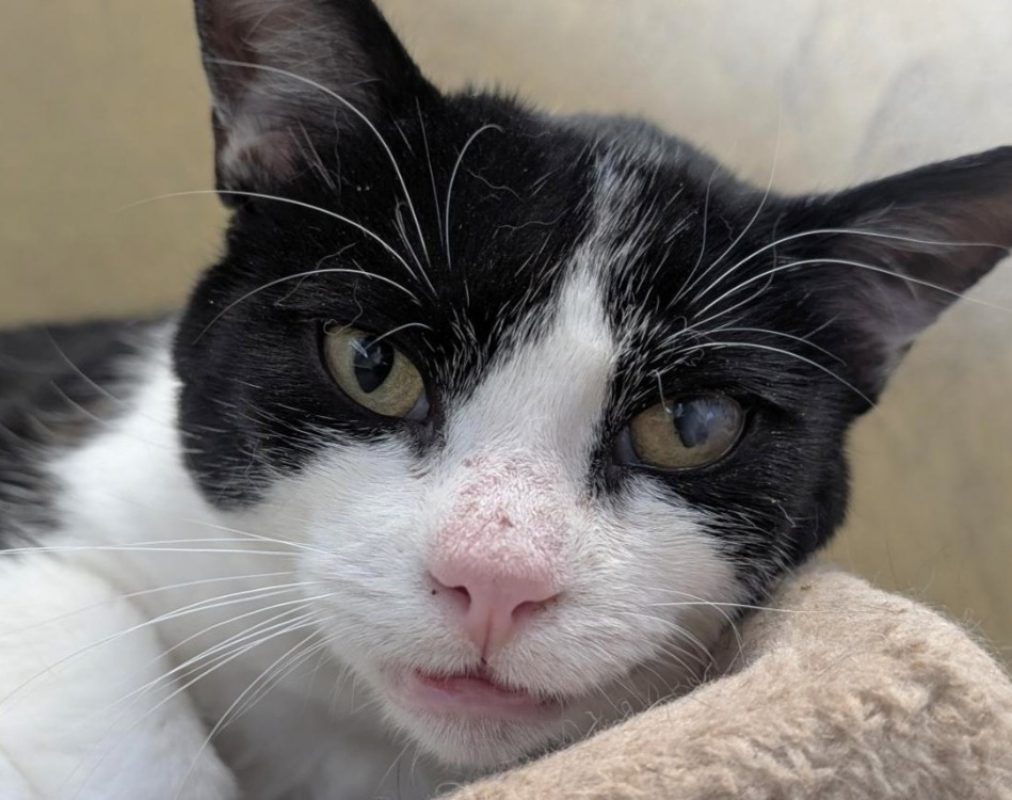 Sofro - Chat Européen à adopter