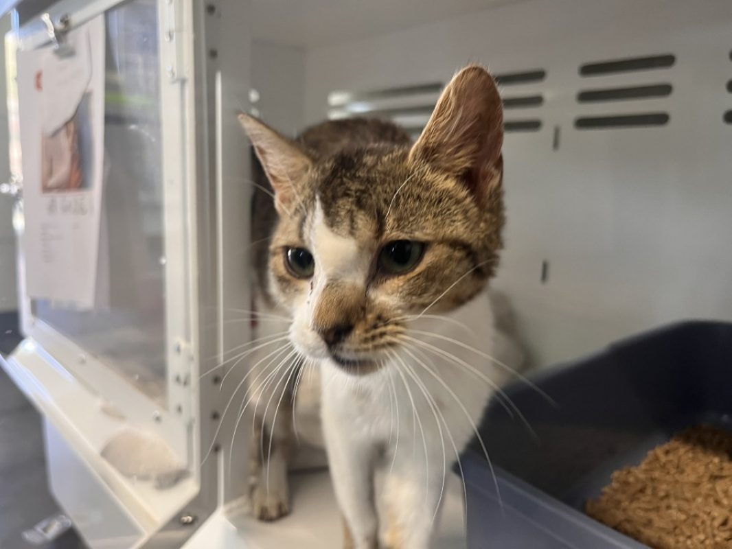 Astro - Chat Européen à adopter